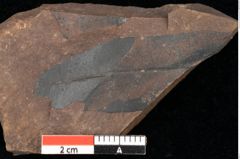 Foto (Detailsansicht) von Quercus palaeoilex Ettingshausen (NHMW-GEO-2024-0188-0819)